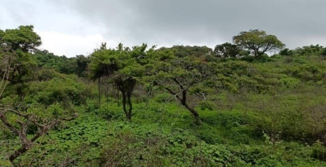 TERRENO EN VENTA CHANTEPEC,JOCOTEPEC,JAL.