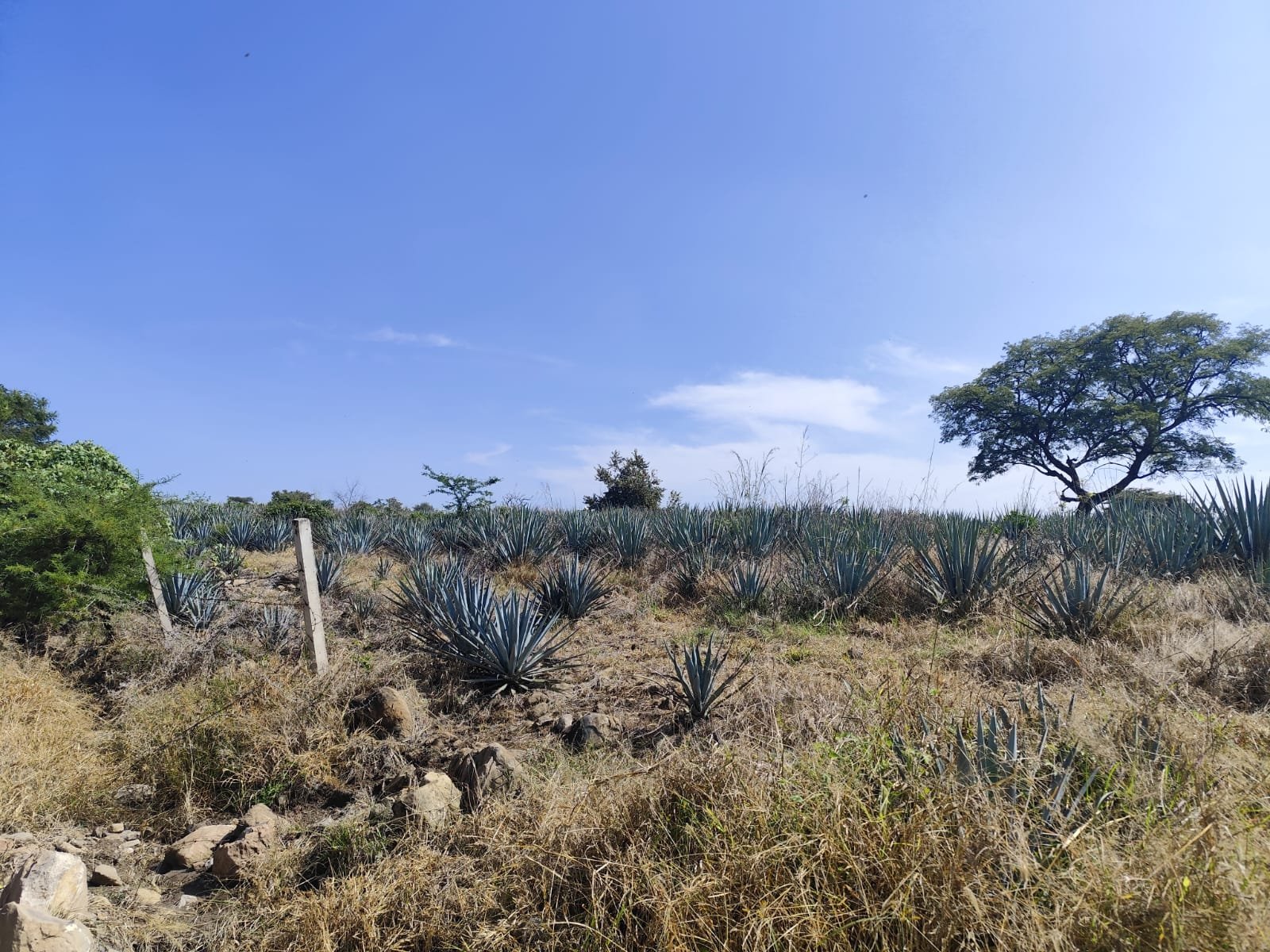 TERRENO EN VENTA ACÀTLAN DE JUÀREZ,JAL.