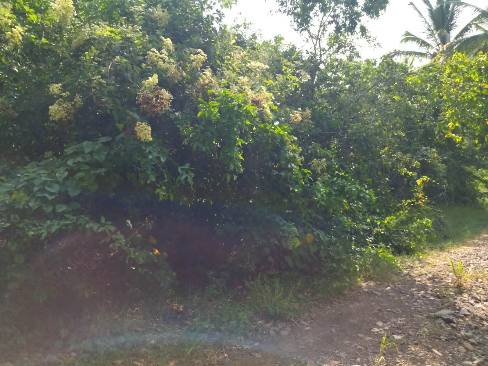 TERENO EN VENTA VILLAS POLINESIA,BAHIA DE CHAMELA,JAL
