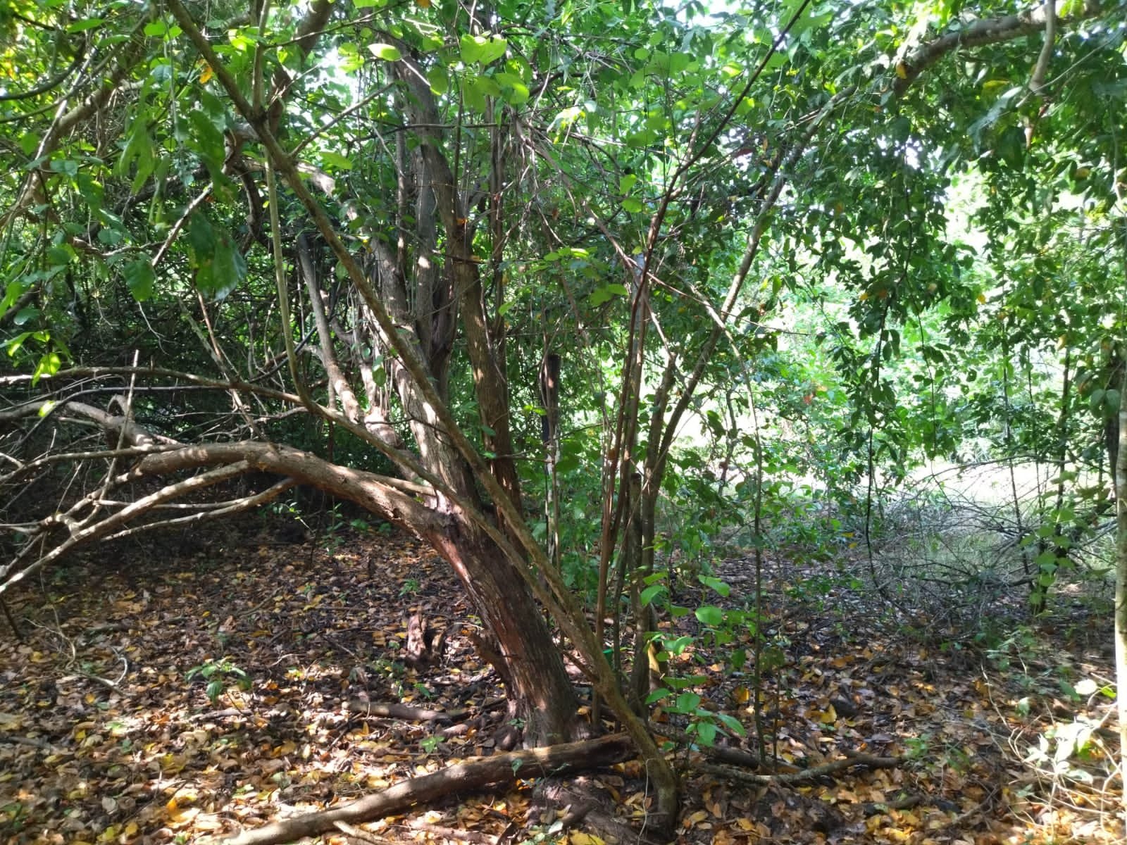 TERENO EN VENTA VILLAS POLINESIA,BAHIA DE CHAMELA,JAL